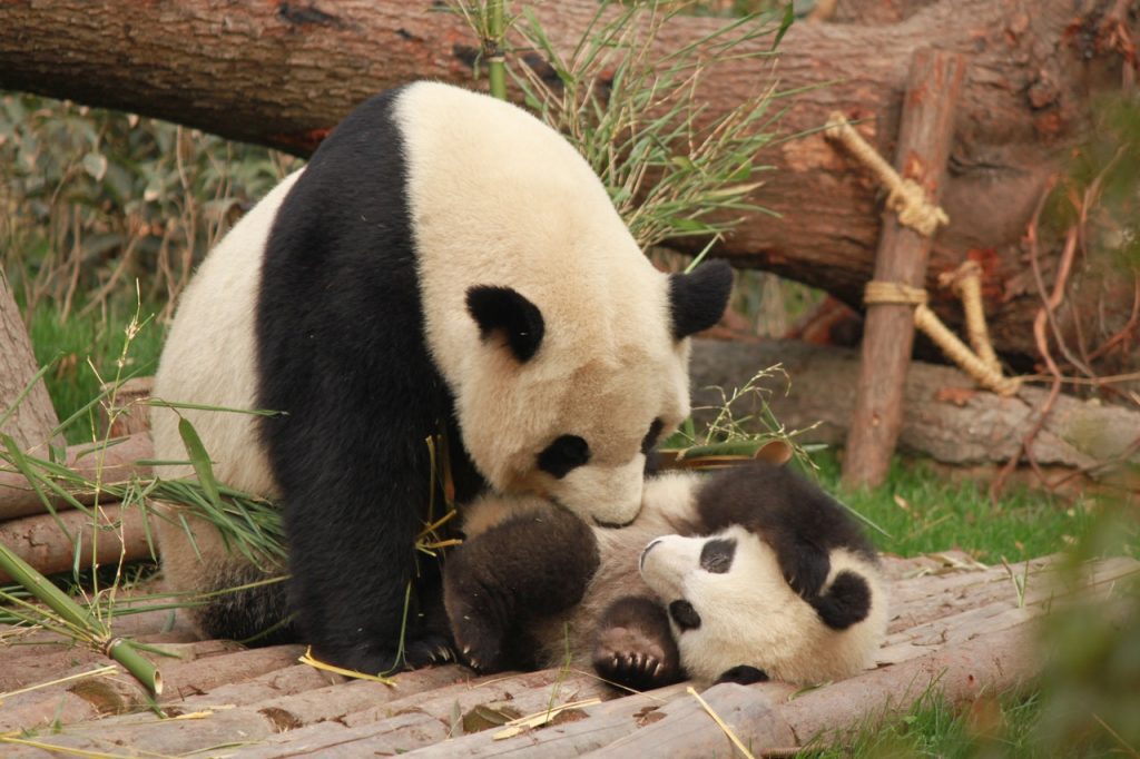 Een panda voedt maar een jong per keer op
