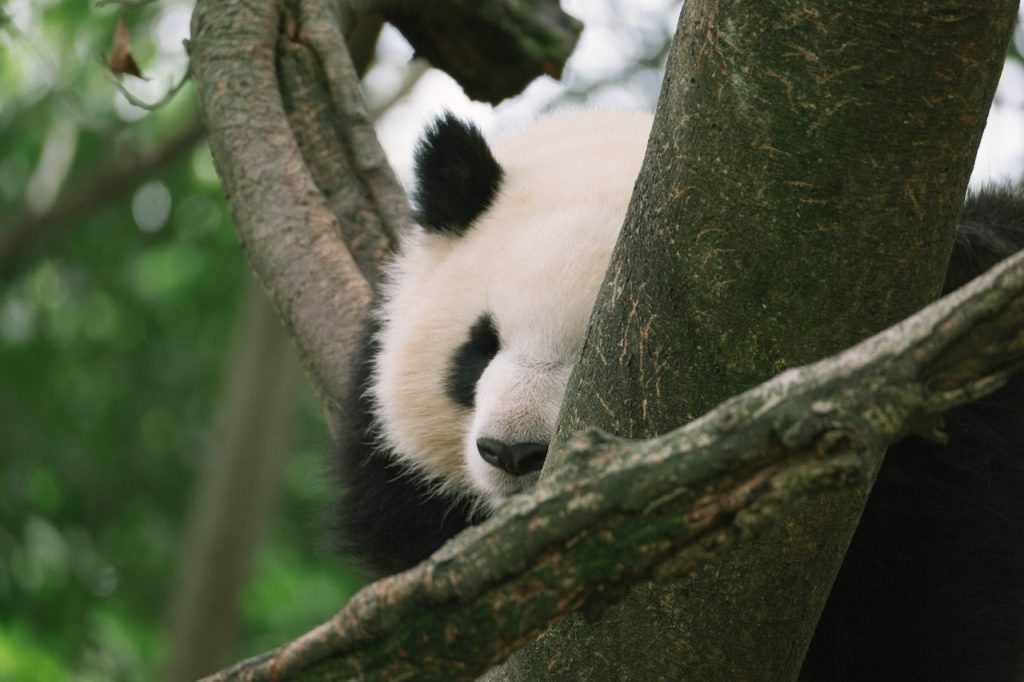 Een pasgeboren panda vraagt een hoop aandacht van de moeder