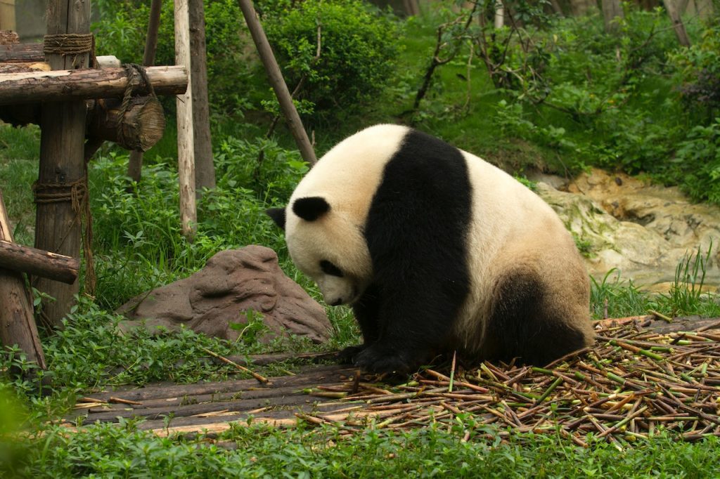 Een panda heeft in verhouding de grootste kop van alle beren