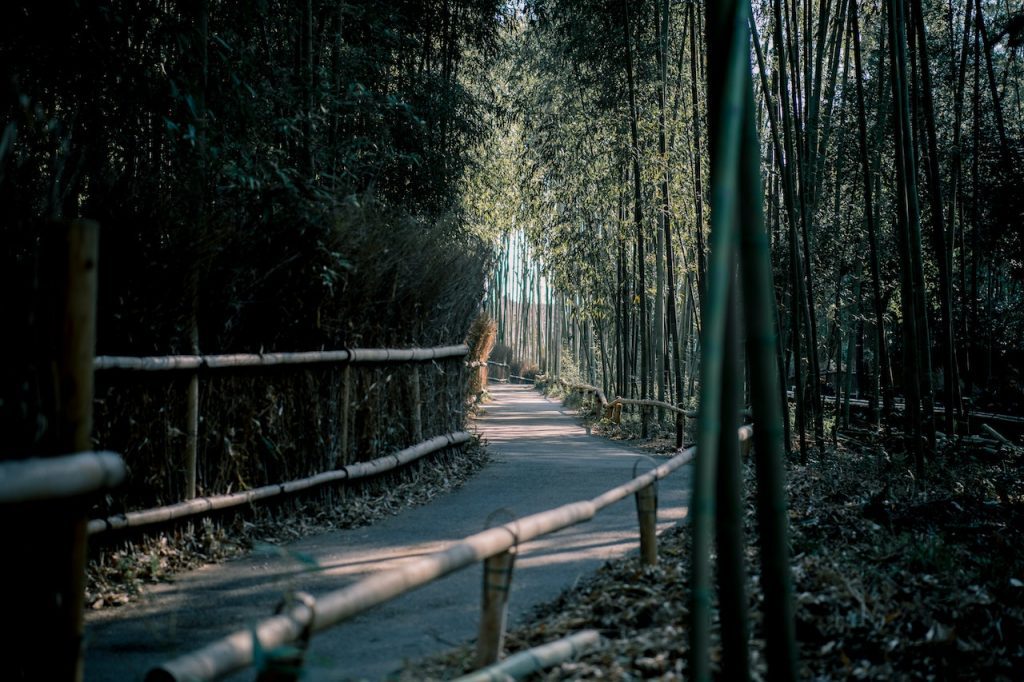 De panda woont in bamboebossen in China