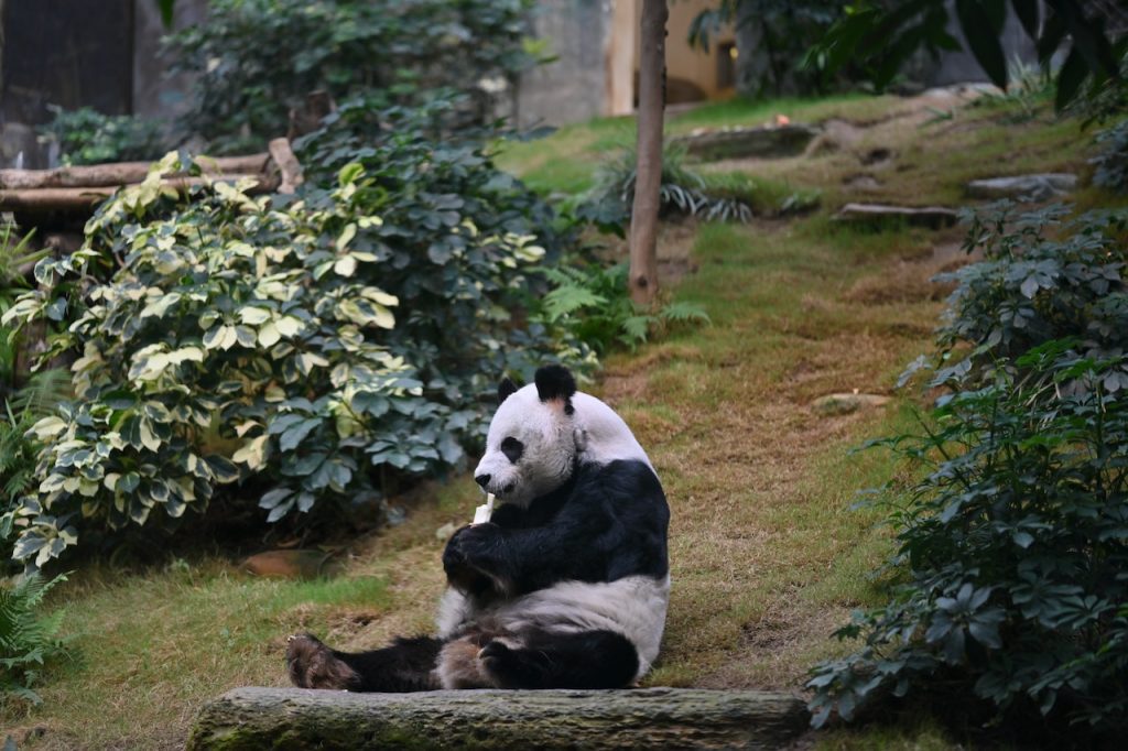 Een panda kan door middel van een extra ‘’vinger’’ met een hand bamboe eten