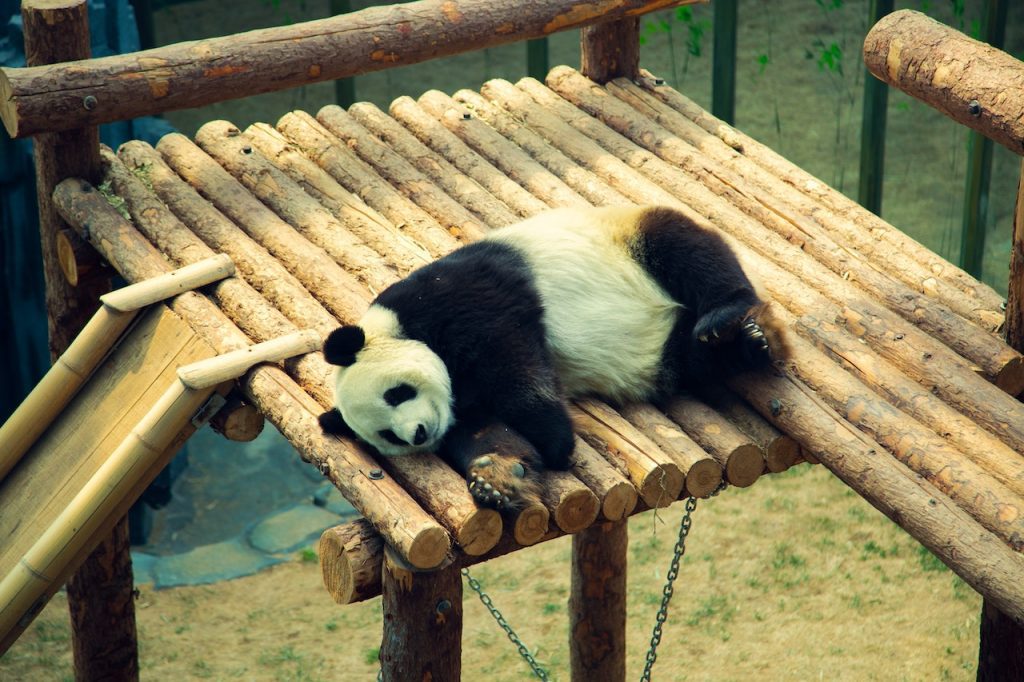 Een panda kost vier keer zoveel in onderhoud als een olifant.