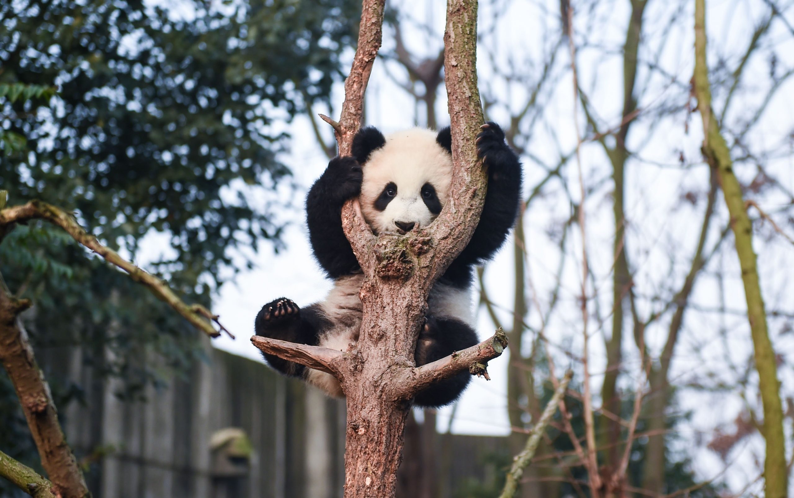 De panda is wereldwijd erg geliefd en populair