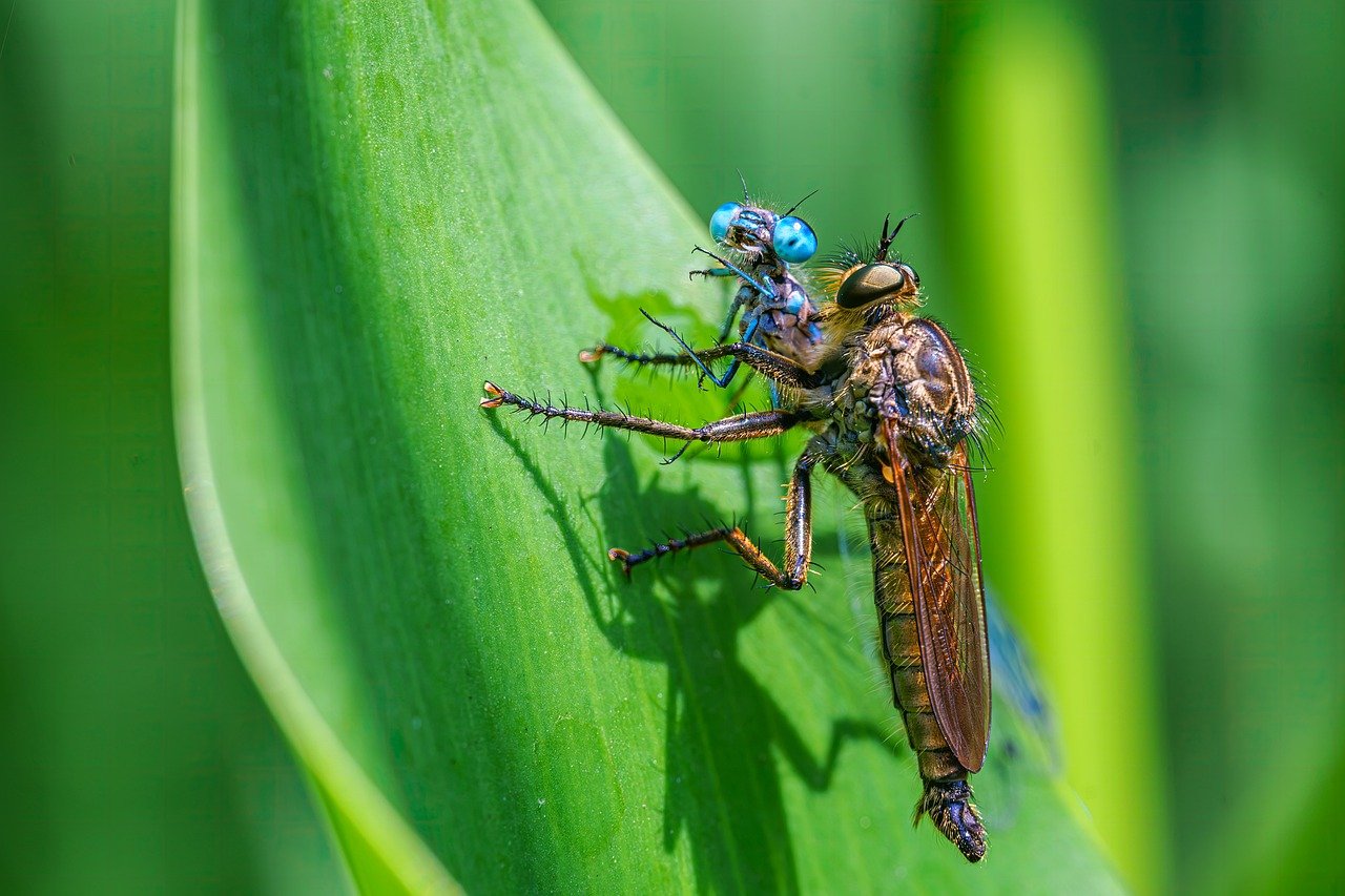 Vijf goede tips om insecten te bestrijden